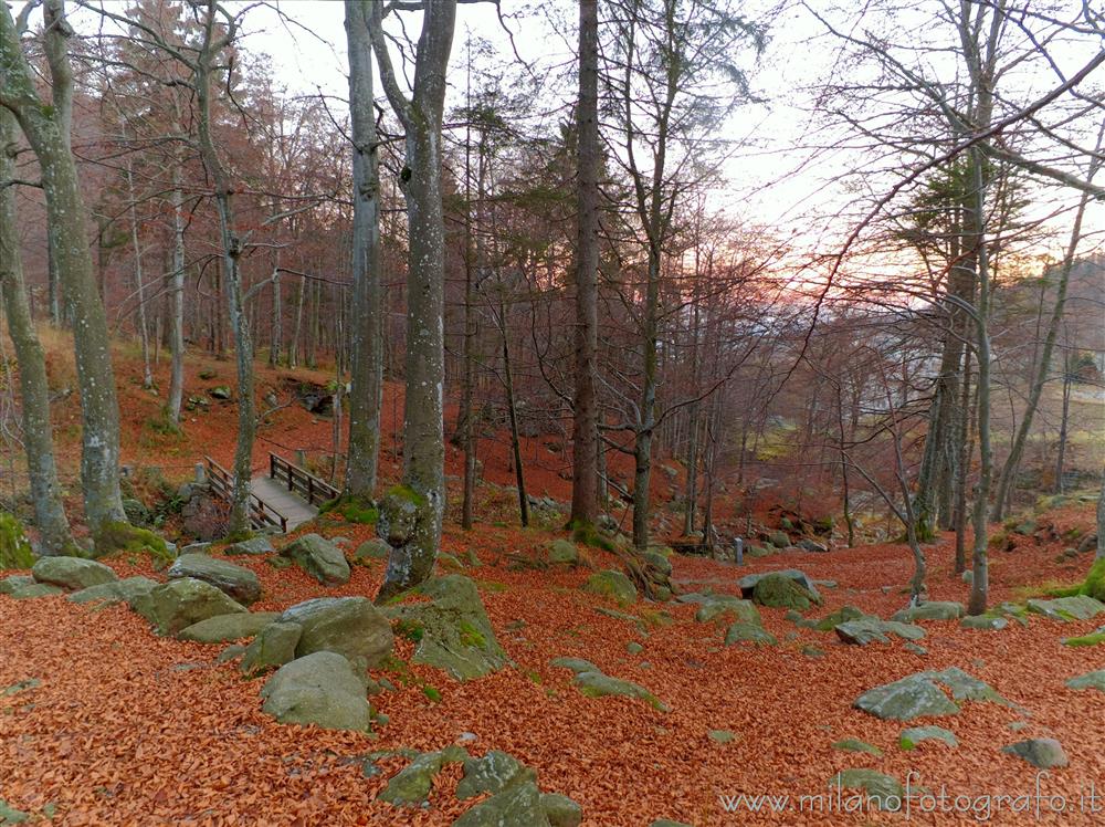 Biella, Italy - Dead leaves carpet in the woods around the Sanctuary of Biella